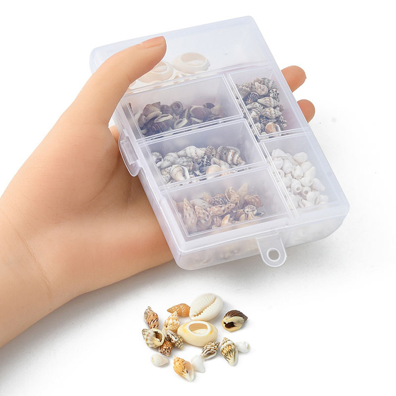 Shell set in box, mixed colours and sizes, 6 different species