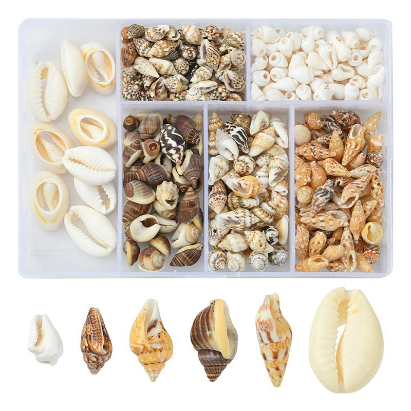 Shell set in box, mixed colours and sizes, 6 different species