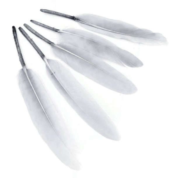 Goose feather, dyed, light grey, length approx. 12-16 cm, 20 pcs