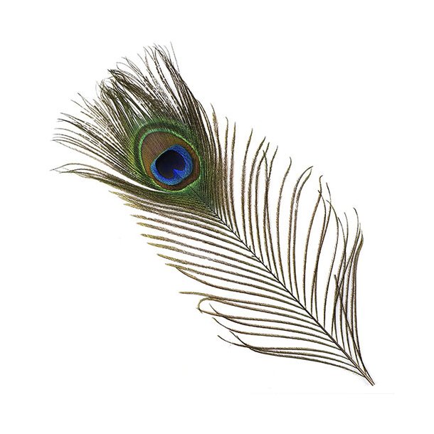 Federn fr Schmuck, Pfauenfedern, Lnge ca. 30 cm, 2 Stk.