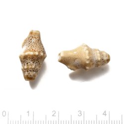 Konkylie, Keramikperle, beige-braun, 20x11 mm, 2 Stck