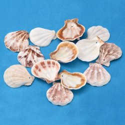 Jakobsmuschelschalen, naturfarben, mit Loch, ca. 40x35 mm, 6 Stk.