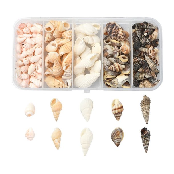 Small conch shells, set in box, mixed colours and sizes, 5 different.