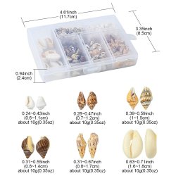 Muschelset in Box, gemischte Farben und Gren, 6 verschiedene