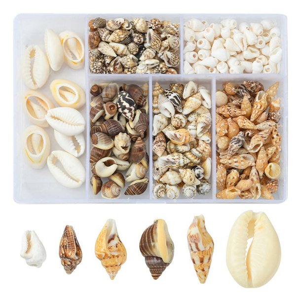 Shell set in box, mixed colours and sizes, 6 different species