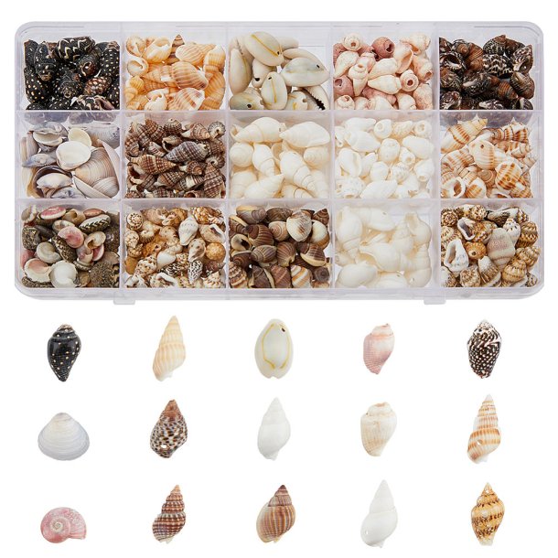 Large shell and conch set in box with 15 compartments, mixed colours and sizes.