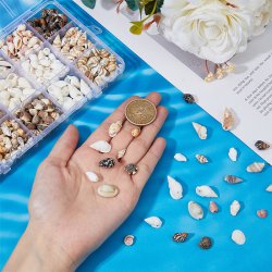 Groes Muschel- und Schneckenhausset in Schachtel mit 15 Fchern, verschiedene Farben und Gr