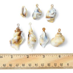 Assortierte lebensechte Muschelanhnger in Box, aus Acryl, gemischte Arten mit se.