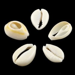 Kaurimuscheln, oval, naturwei&szlig;, durchgeschnitten, ca. 20-24x14 mm, 6 Stk.