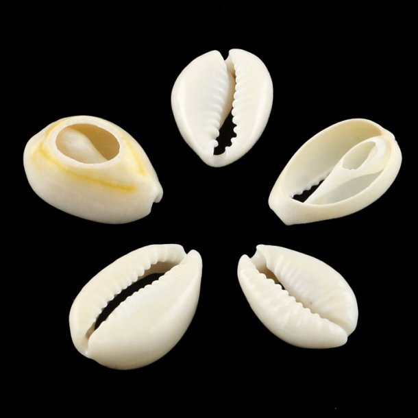 Cowrie shell, oval, naturhvid, gennemskret, ca. 16-18x12 mm, 10 Stk