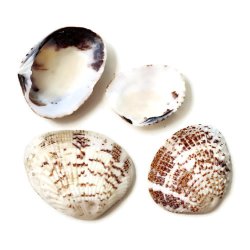 Muschelschalen, naturbraun, mit Loch, ca. 21x31 mm, 6 Stk.