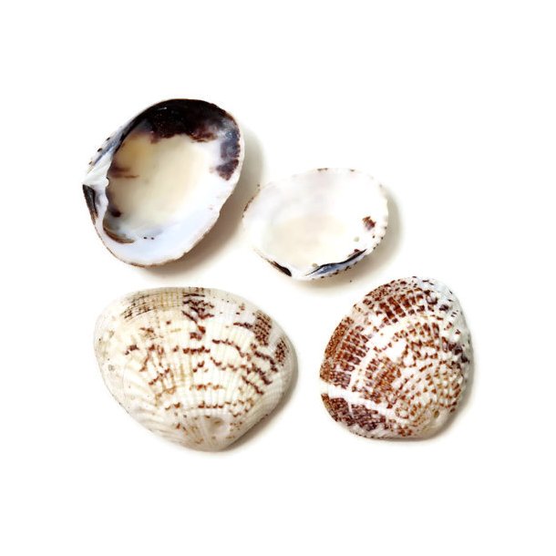 Seashell, natural brown, with hole at the bottom, approx. 21x31mm, 6pcs.