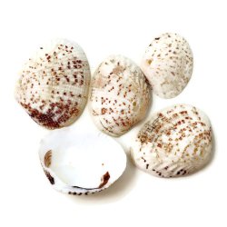 Muschelschalen, naturbraun, mit Loch, ca. 21x31 mm, 6 Stk.