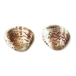 Muschelschalen, naturbraun, mit Loch, ca. 21x31 mm, 6 Stk.