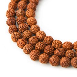 Rudraksha, nuss-perle aus Nepal, rotbraun, Durchmesser ca. 18 mm, 2 stk