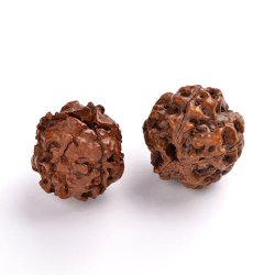 Rudraksha, nuss-perle aus Nepal, rotbraun, Durchmesser ca. 18 mm, 2 stk