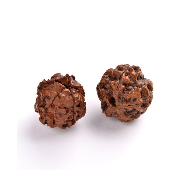 Rudraksha bead, genuine Nepalese, nut shaped, reddish brown, ca. 18mm, 2pcs
