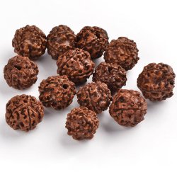 Rudraksha, nuss-perle aus Nepal, rotbraun, Durchmesser ca. 18 mm, 2 stk
